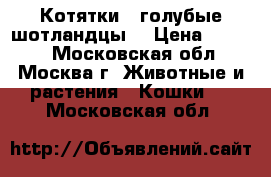 Котятки - голубые шотландцы. › Цена ­ 5 000 - Московская обл., Москва г. Животные и растения » Кошки   . Московская обл.